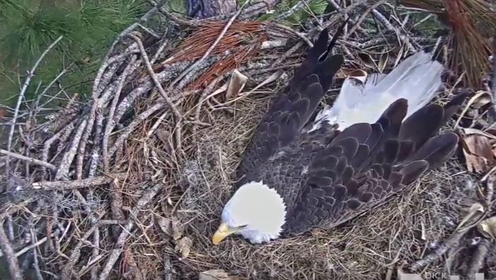 firstcoastnews.com | WATCH LIVE: 'Eagle cam' streaming SW Florida bald